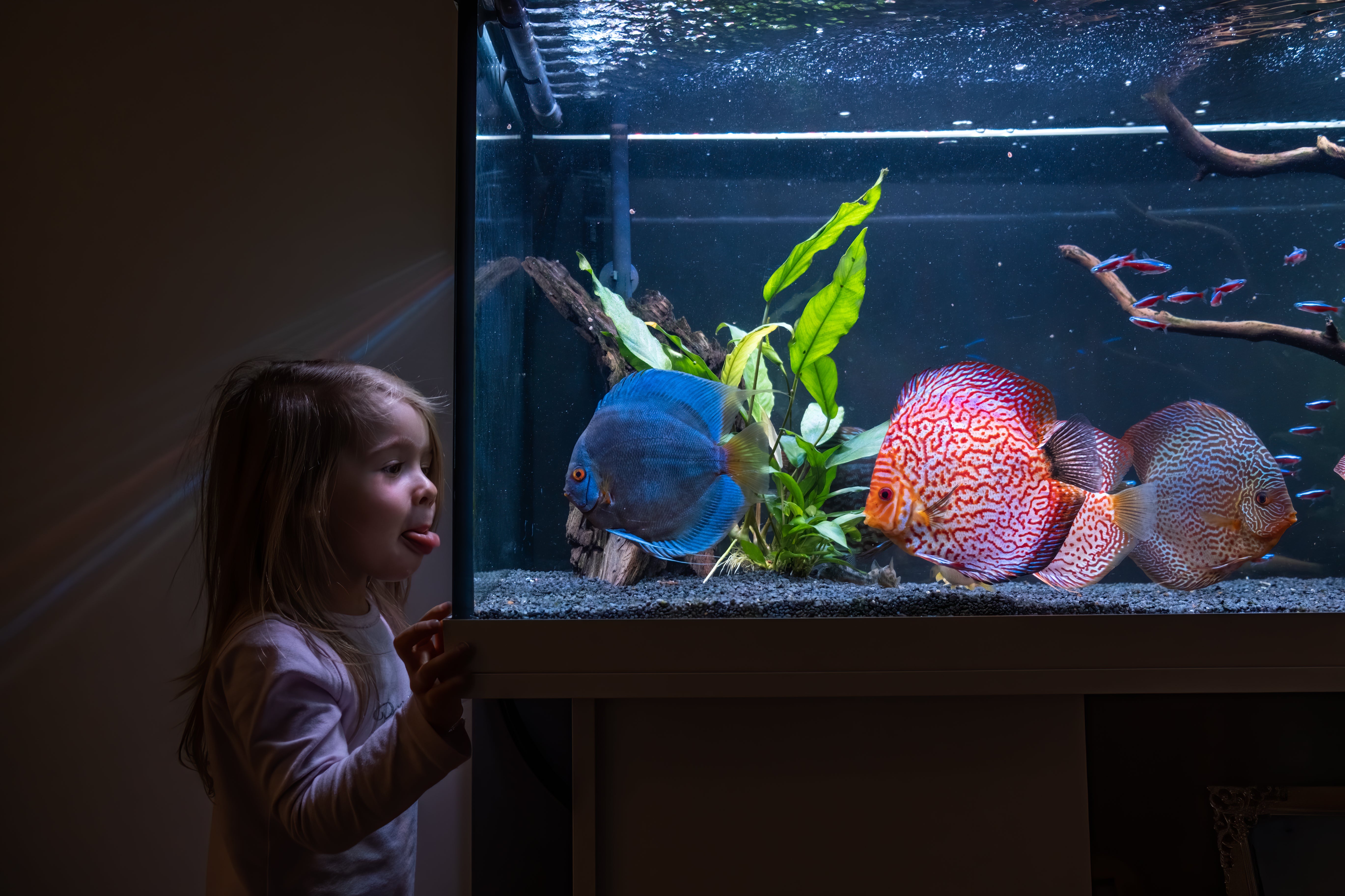 How do I set up my aquarium?